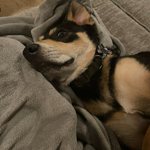 Meet your Posher, Leo